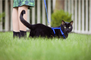 Kat-zwart-draagt-blauw-harnas-en-wandelt-buiten-in-het-gras