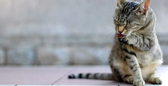 een kat die haar wast