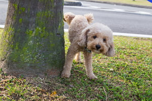 Hond-beige-poodle-plast-buiten-tegen-een-boom-zindelijkheidstraining