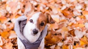 Hond-klein-wit-bruin-met-jasje-zit-buiten-op-herstbladeren