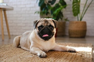 Hond-mopshond-ligt-op-mat-in-huis-groot