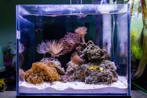 Poissons-nano-aquarium-plantes-scaping
