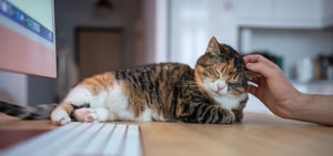 Caresse d'un chat allongé sur clavier