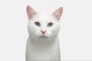 Catsan-witte-kat-chat-blanc-banner-HQ-min