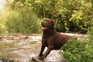 Hond-chien-bruine-labrador-brun-natuur