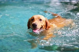 Hond-chien-piscine-zwembad-golden-retriever-min