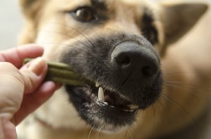 Hond-dentalstick-dentastick-dentastix