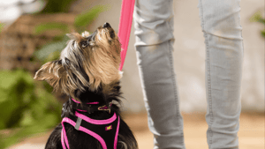 Hond-harnas-leiband-halsband-roze-yorkshire-kleine-hond-kijkt-naar-baasje-@mimitheyork-min