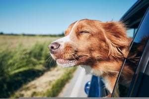 Hond-in-auto-mee-op-reis-chien-en-voiture-voyage