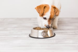 Hond-klein-eet-van-voerbakje-brokken