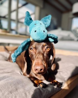 Hond-speelgoed-chien-jouet-@Odette_thedachshund