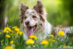 Hond-wandeling-lente-chien-promenade-printemps