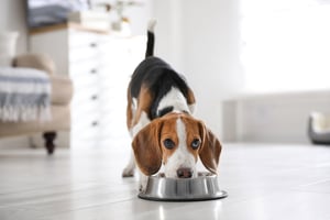 Hond_beagle eet uit voerbak_banner