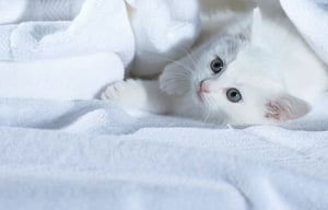 Leverancier-Catsan-Witte-kitten-tussen-lakens-kat
