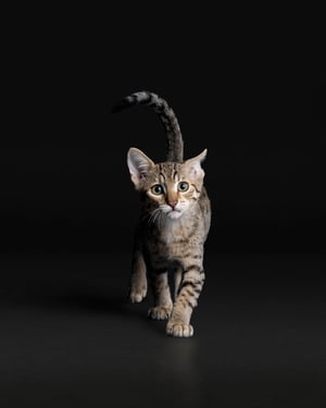 Leverancier-fournisseur-purina-pro-plan-kitten