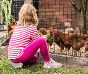 Petite fille nourrit les poules dans l'enclos
