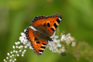 Vlinders-in-tuin-kleine vos-Diane-Appels-min