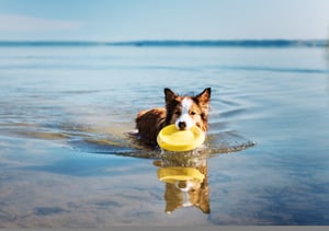Zomer-hond-in-water-met-speeltje-lété-chien-avec-un-jouet-dans-leau