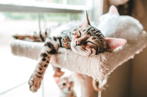 Een veilige ‘home sweet home’ voor nieuwsgierige katten