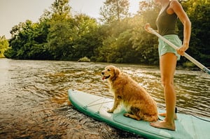 dog on paddle board