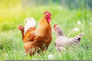 kippen-in-de-zomer-poules-l-été-poulailler