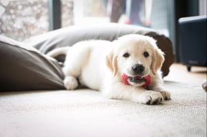 puppy-goldenretriever-blanc-grand