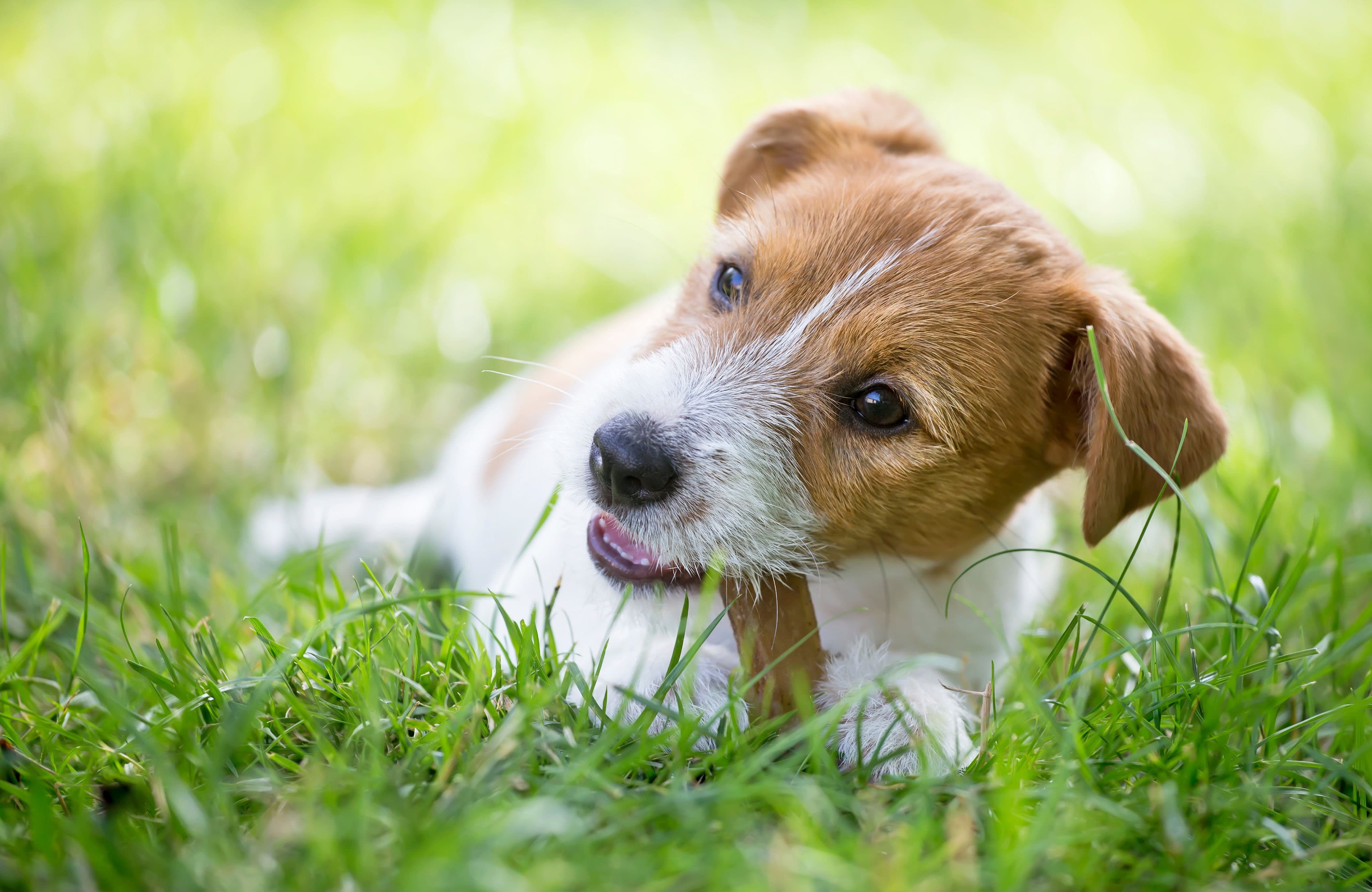 puppy in huis