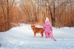 chien en promenade hiver