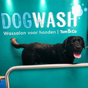 thor_the_lab in bad in een Tom&Co dogwash