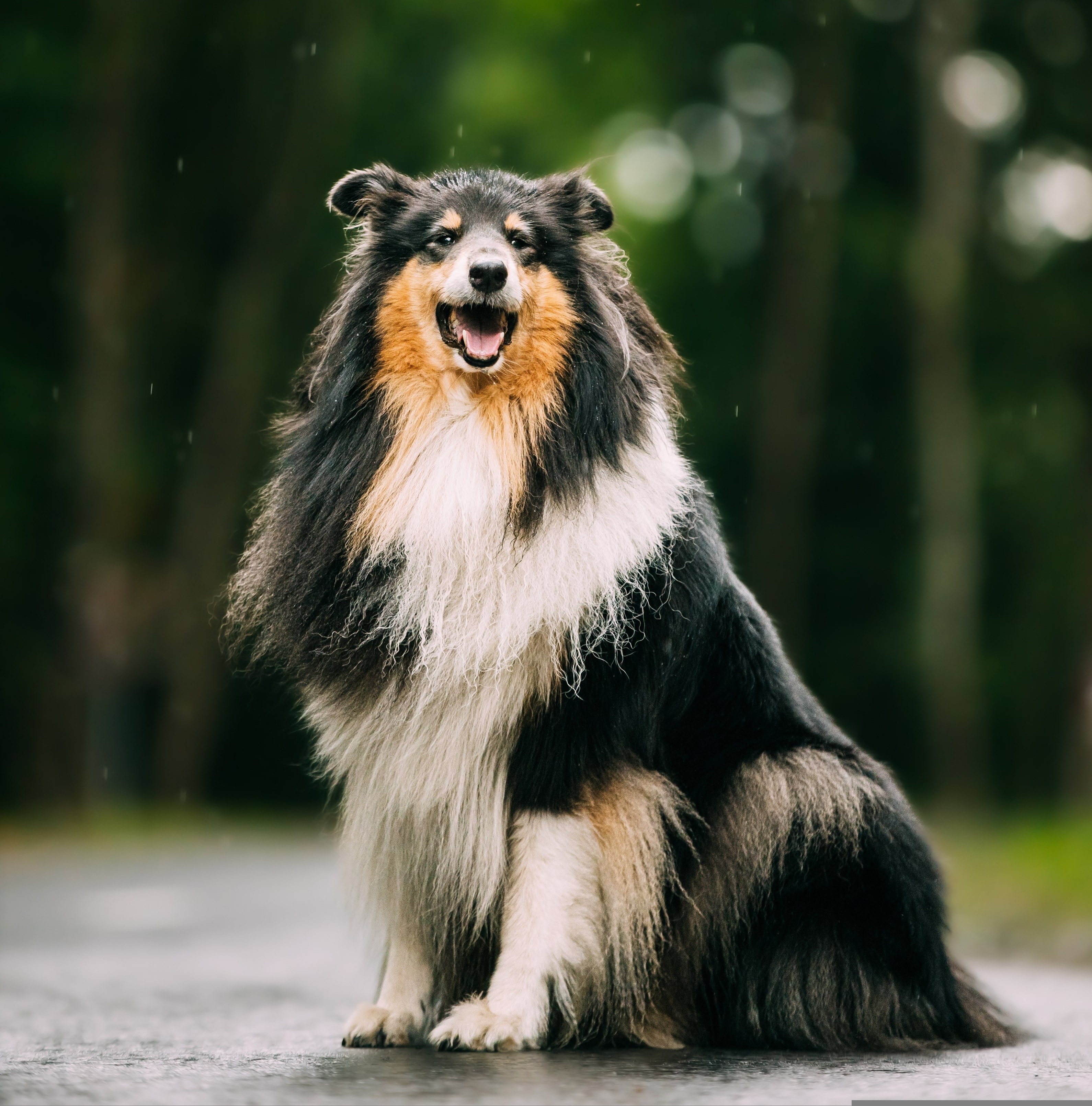 Que donner au chien pour un beau poil ?